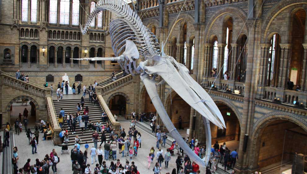 How to suspend a Blue Whale using Stainless Steel